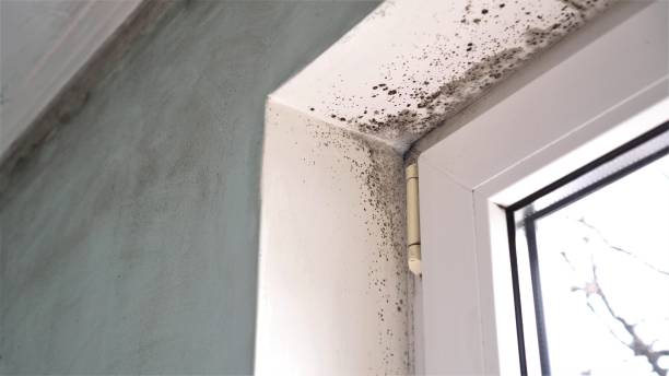 Best Commercial Mold Removal  in Willowick, OH