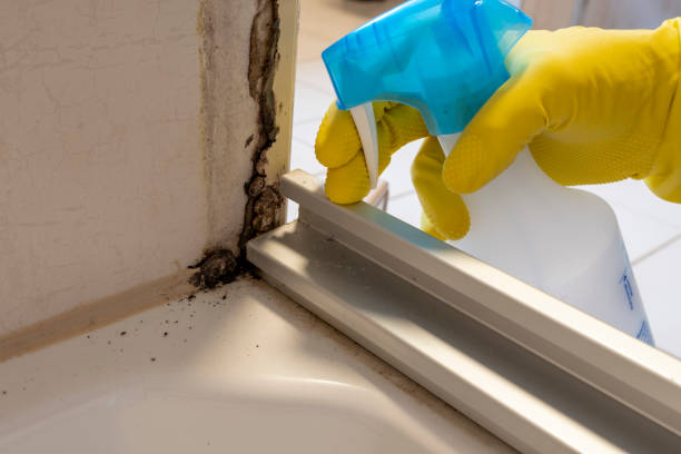 Best Residential Mold Removal  in Willowick, OH