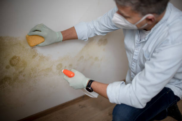 Best Fast Mold Removal  in Willowick, OH