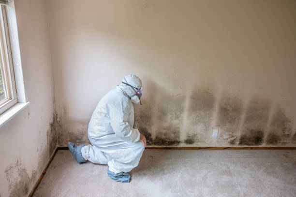 Best Mold Testing  in Willowick, OH