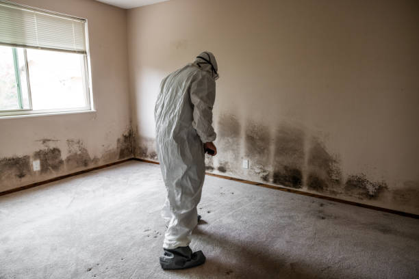 Mold Removal and Inspection in Willowick, OH