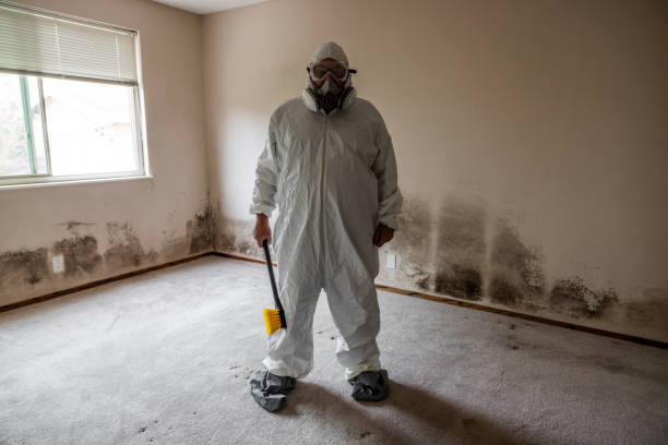 Best Local Mold Removal Service  in Willowick, OH