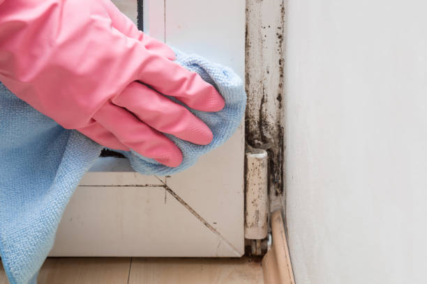 Best Attic Mold Removal  in Willowick, OH