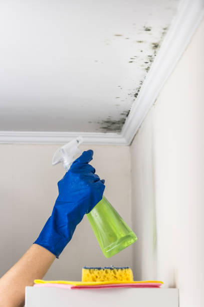 Best Attic Mold Removal  in Willowick, OH